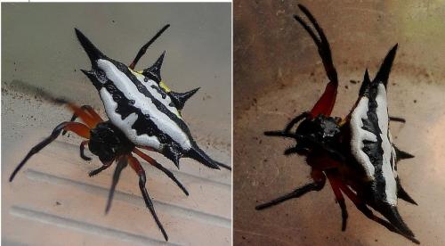 Réf. 279 026 : Gasteracantha sp.
